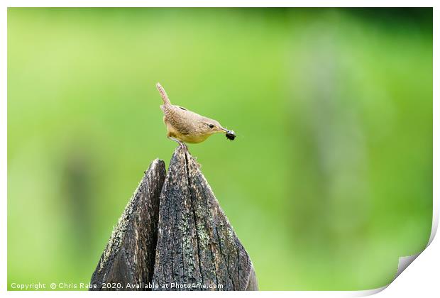 House Wren with insect in it's beak Print by Chris Rabe