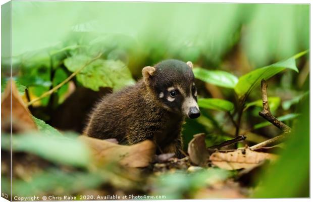 Baby Ring-Tailed Coati  Canvas Print by Chris Rabe