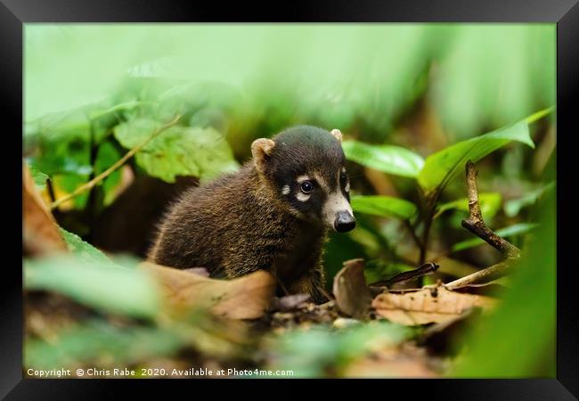 Baby Ring-Tailed Coati  Framed Print by Chris Rabe