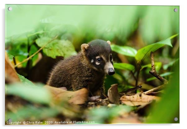 Baby Ring-Tailed Coati  Acrylic by Chris Rabe