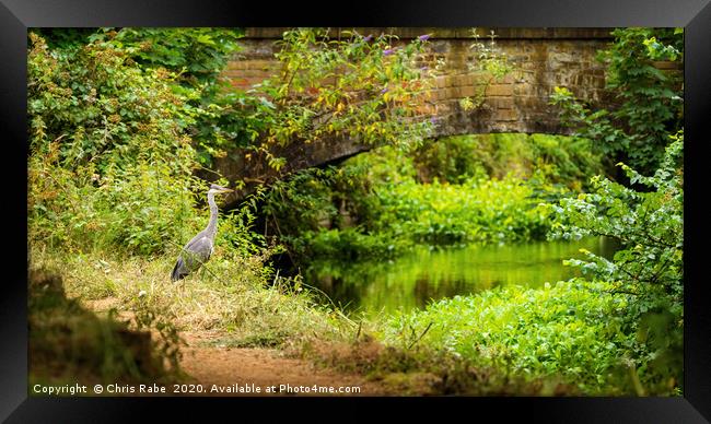 Grey Heron on riverside Framed Print by Chris Rabe