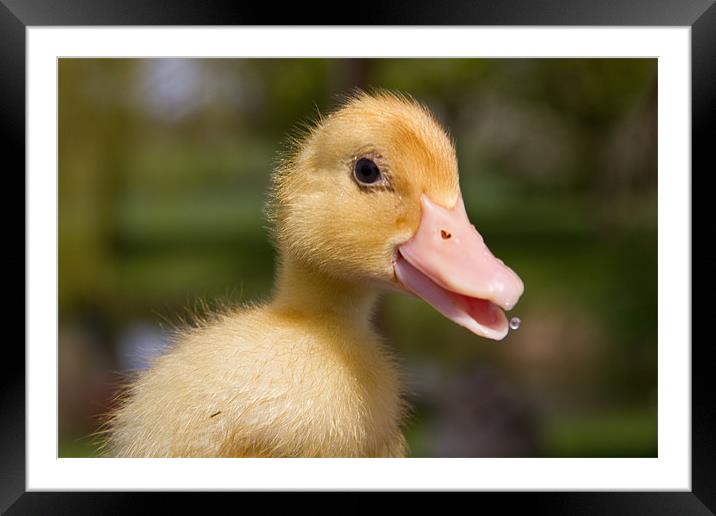 Quack Framed Mounted Print by Will Black