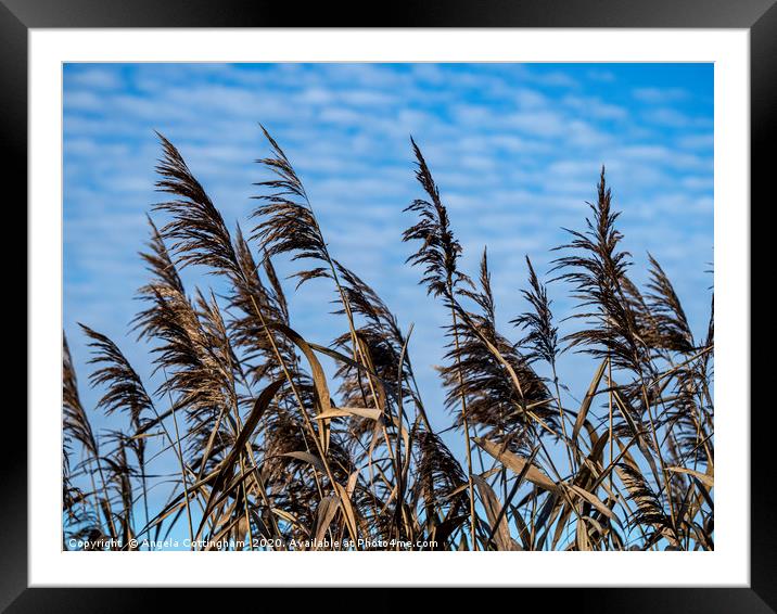 Reeds and Sky Framed Mounted Print by Angela Cottingham