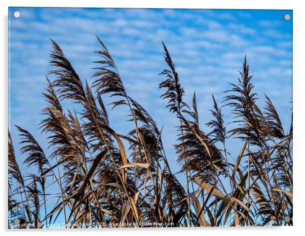 Reeds and Sky Acrylic by Angela Cottingham