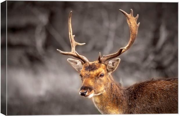 Young and handsome deer Canvas Print by Steve Mantell