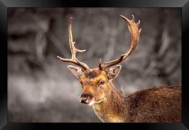 Young and handsome deer Framed Print by Steve Mantell