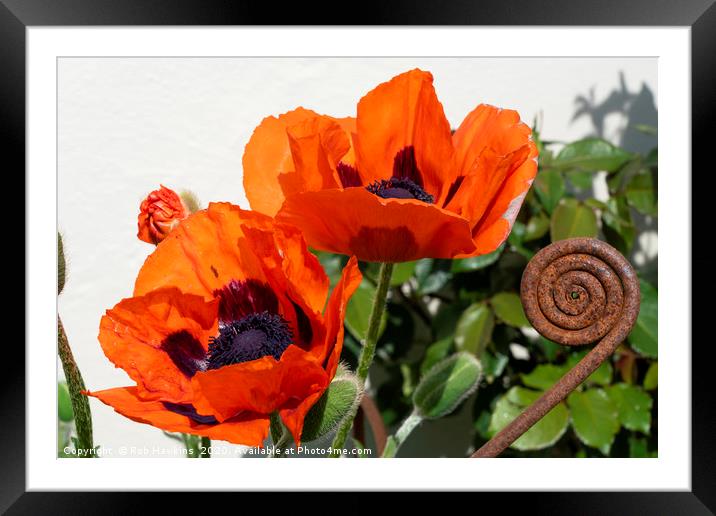 Red Poppies with a twist Framed Mounted Print by Rob Hawkins