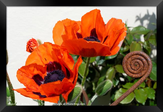 Red Poppies with a twist Framed Print by Rob Hawkins