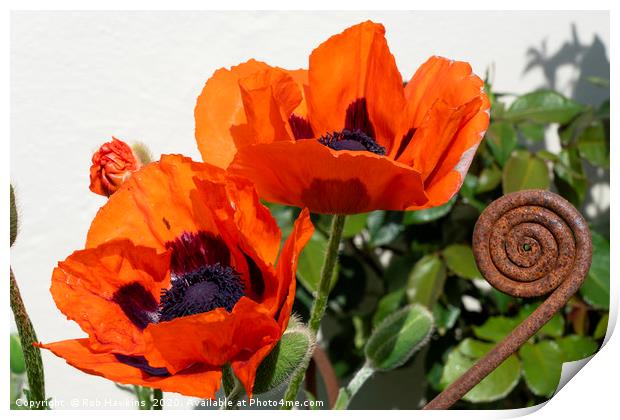 Red Poppies with a twist Print by Rob Hawkins