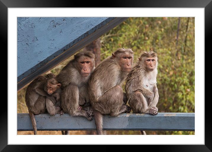 Monkeys Framed Mounted Print by Will Black