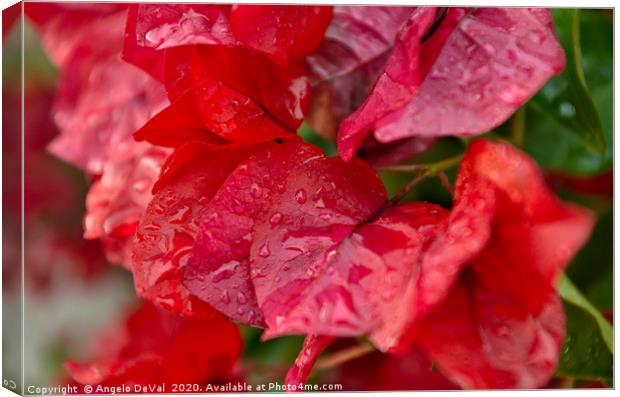 Bougainvillea flowers after rain Canvas Print by Angelo DeVal