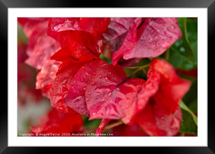 Bougainvillea flowers after rain Framed Mounted Print by Angelo DeVal