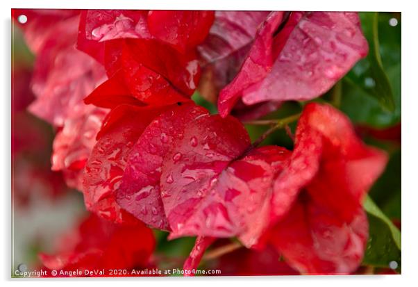 Bougainvillea flowers after rain Acrylic by Angelo DeVal