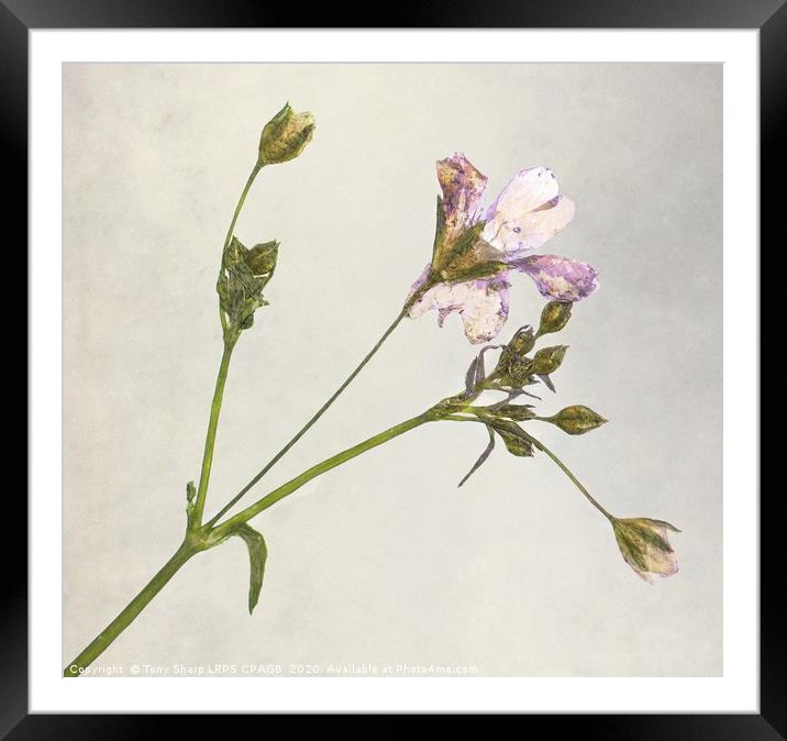 DRIED FLOWER SPRIG Framed Mounted Print by Tony Sharp LRPS CPAGB