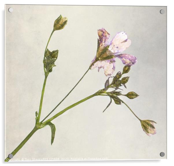 DRIED FLOWER SPRIG Acrylic by Tony Sharp LRPS CPAGB