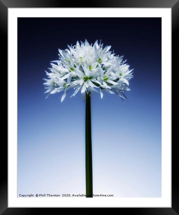 Wild Garlic flower No. 3 Framed Mounted Print by Phill Thornton
