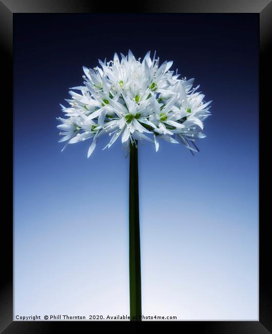 Wild Garlic flower No. 3 Framed Print by Phill Thornton