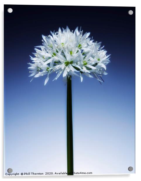 Wild Garlic flower No. 3 Acrylic by Phill Thornton