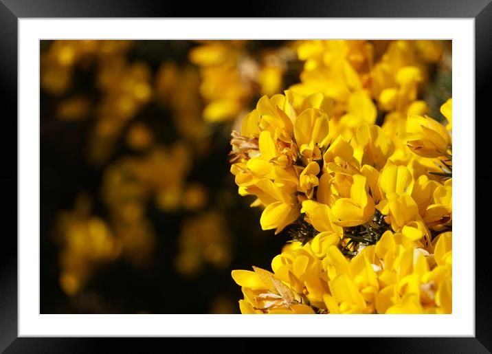 Yellow flowers in the sun Framed Mounted Print by Theo Spanellis