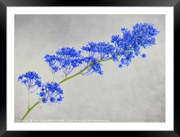 CEANOTHUS STEM Framed Mounted Print by Tony Sharp LRPS CPAGB