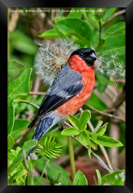 Bullfinch and Dandelion Framed Print by Martyn Arnold