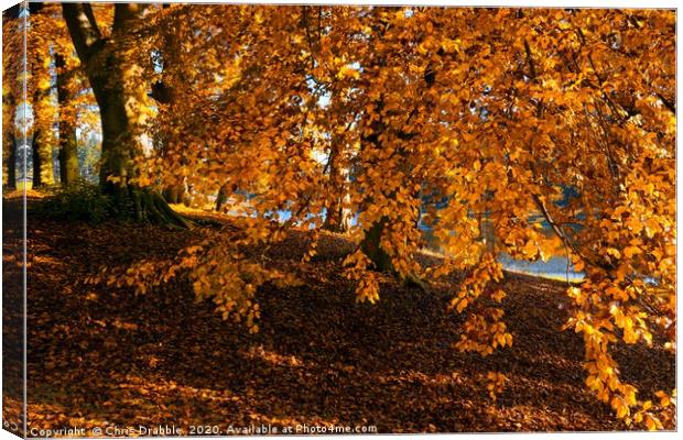 Autumn colours at the River Derwent                Canvas Print by Chris Drabble
