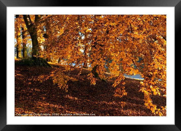 Autumn colours at the River Derwent                Framed Mounted Print by Chris Drabble