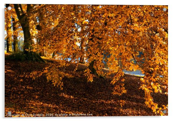 Autumn colours at the River Derwent                Acrylic by Chris Drabble