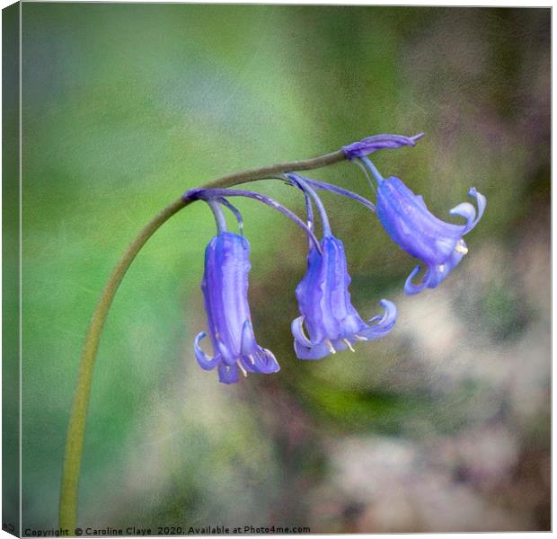 Bluebells In The Wind Canvas Print by Caroline Claye