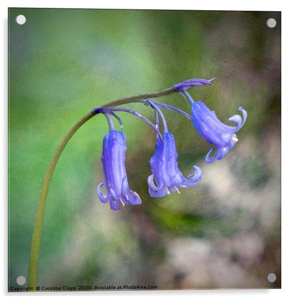 Bluebells In The Wind Acrylic by Caroline Claye