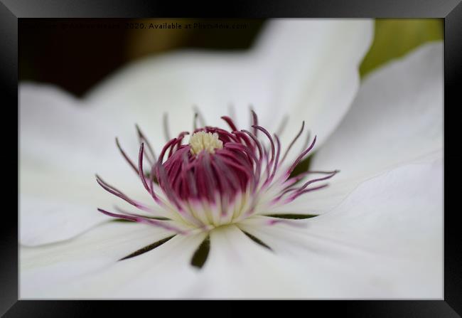 Close up chrysanthemum Framed Print by Andrew Heaps