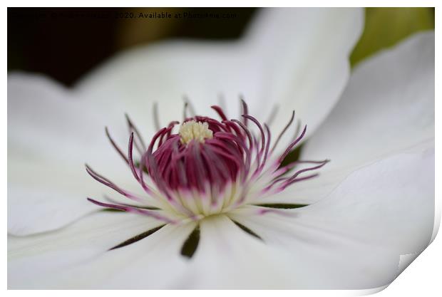 Close up chrysanthemum Print by Andrew Heaps