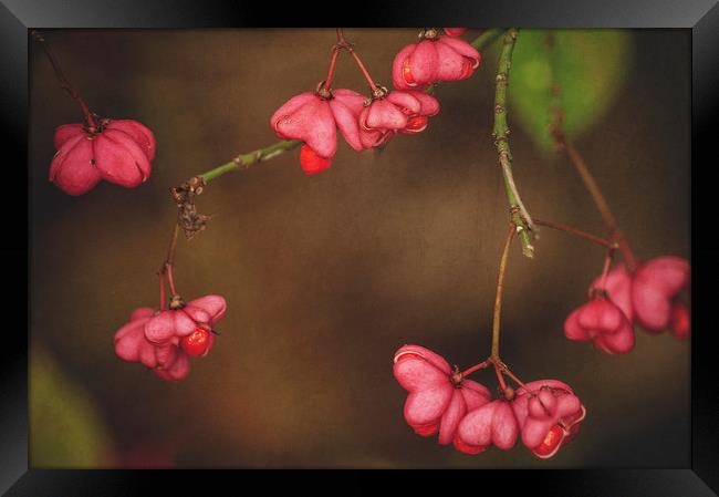 Pink Spindle Framed Print by Dawn Cox
