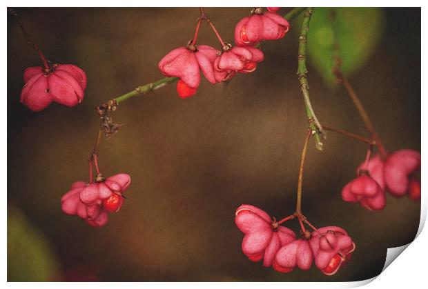 Pink Spindle Print by Dawn Cox