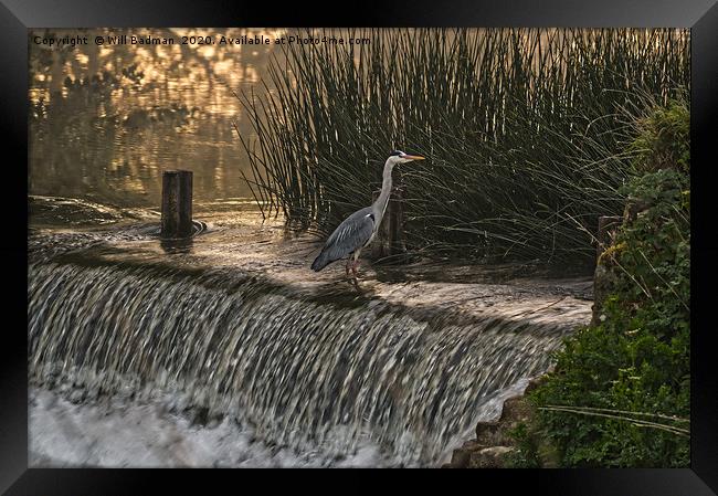 Heron on the Weir  Framed Print by Will Badman
