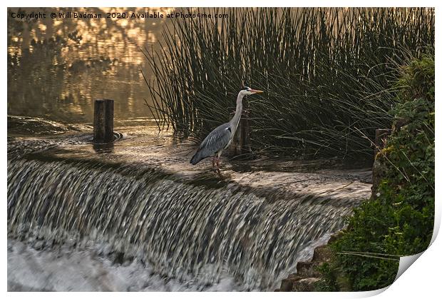 Heron on the Weir  Print by Will Badman
