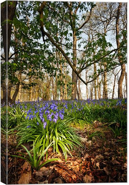 Blue Bells at Blickling Canvas Print by Stephen Mole