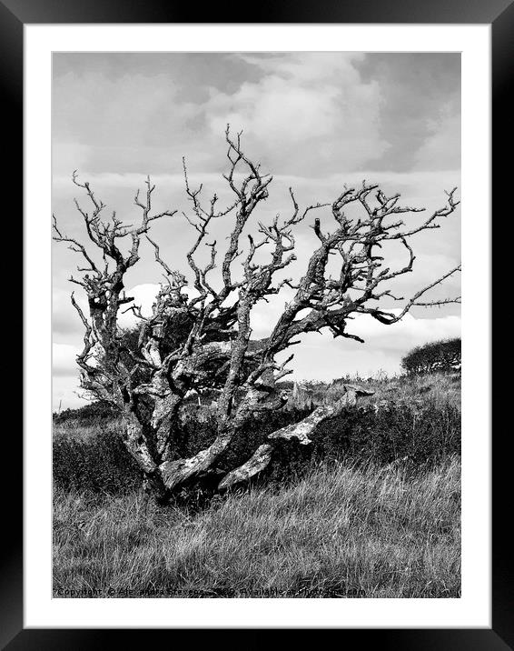 Weather beaten tree on a barren and windswept hill Framed Mounted Print by Alexandra Stevens