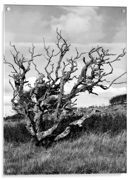 Weather beaten tree on a barren and windswept hill Acrylic by Alexandra Stevens