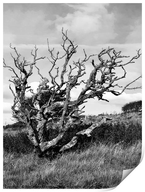 Weather beaten tree on a barren and windswept hill Print by Alexandra Stevens