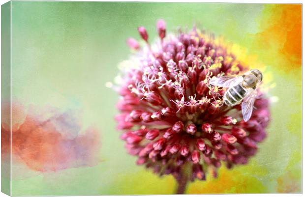 Bee on Clover Canvas Print by DHWebb Art