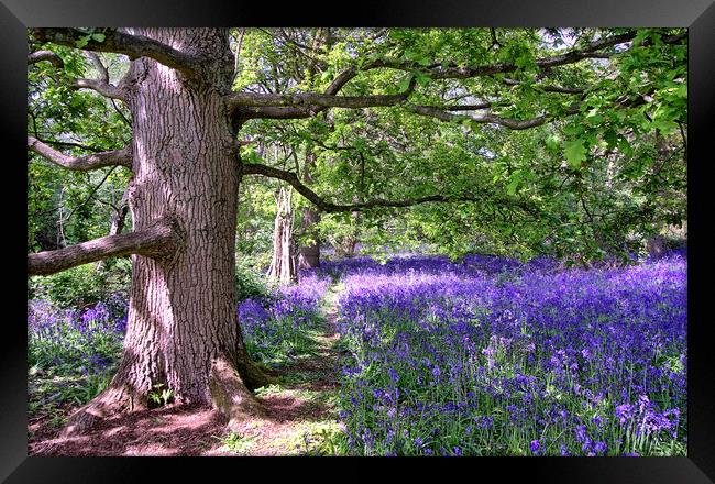 Path through the Bluebells Framed Print by DHWebb Art