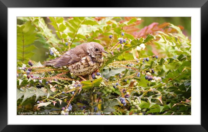 Mistle Thrush in Mahonia Bush Framed Mounted Print by Liam Neon
