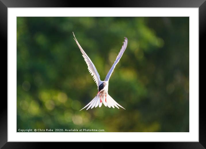 Common Tern  in flight Framed Mounted Print by Chris Rabe