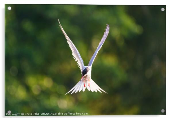 Common Tern  in flight Acrylic by Chris Rabe