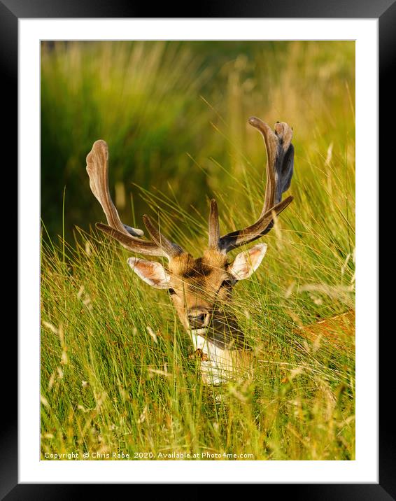 Fallow Deer stag in long grass Framed Mounted Print by Chris Rabe