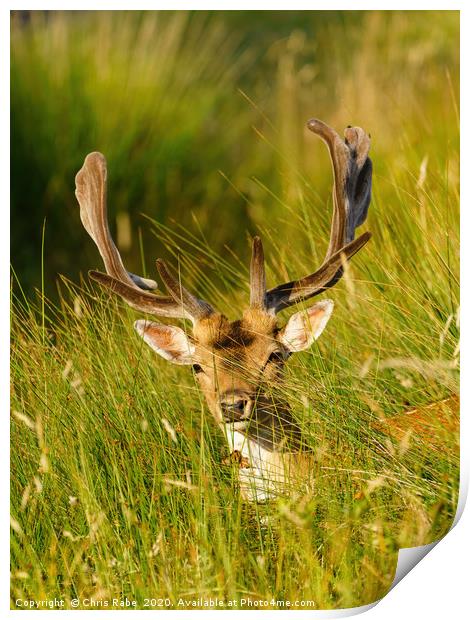 Fallow Deer stag in long grass Print by Chris Rabe