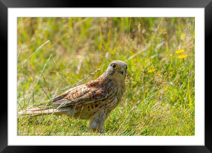 Kestrel Juvenile searching the ground for food Framed Mounted Print by Chris Rabe