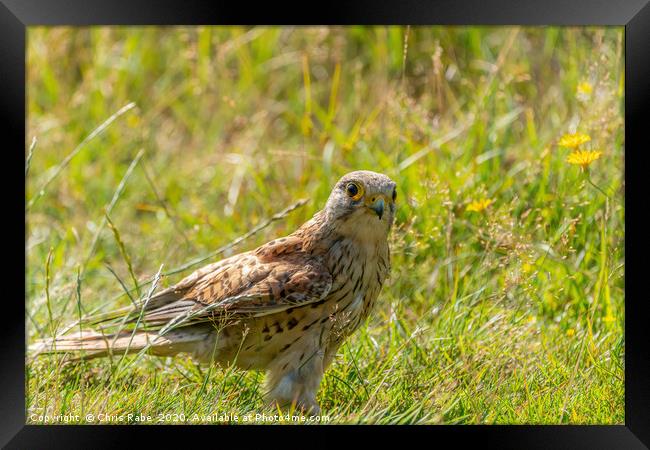 Kestrel Juvenile searching the ground for food Framed Print by Chris Rabe