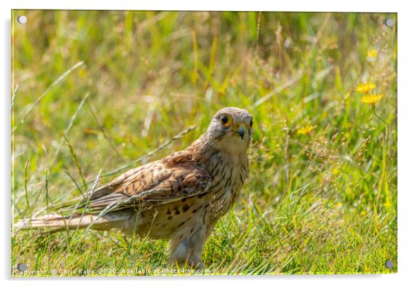 Kestrel Juvenile searching the ground for food Acrylic by Chris Rabe
